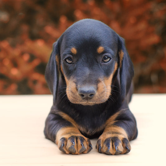 5 USEFUL TIPS FOR PUPPY TRAINING